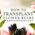 Can Tulips Be Transplanted After Blooming