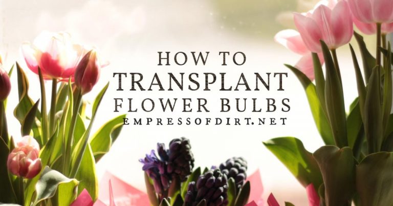Can Tulips Be Transplanted After Blooming