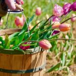 When to Plant Tulips in Alabama