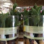 How to Care for Costco Tulips