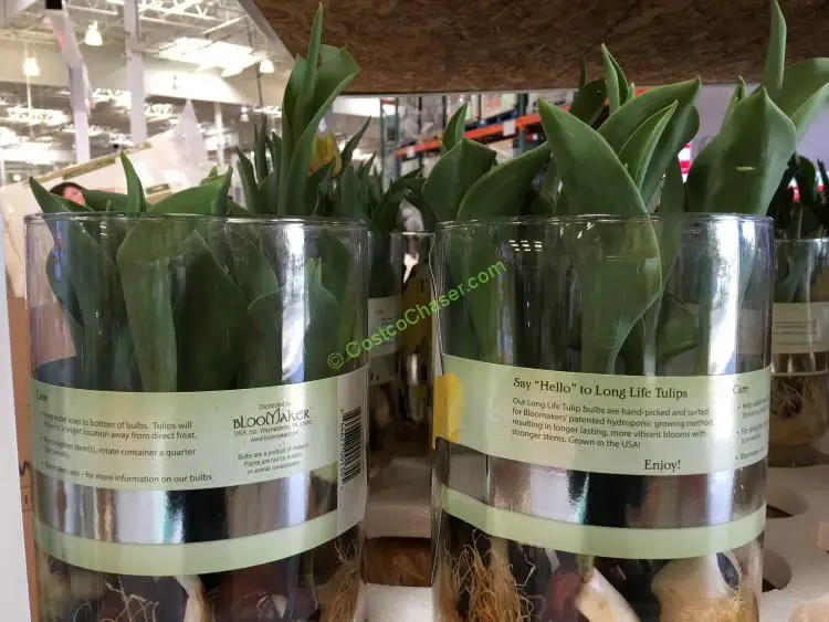 How to Care for Costco Tulips