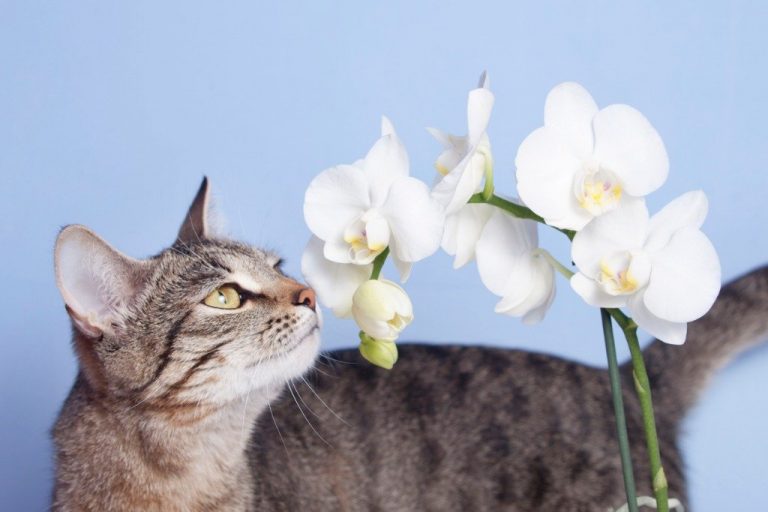 Are Orchids Dangerous to Pets