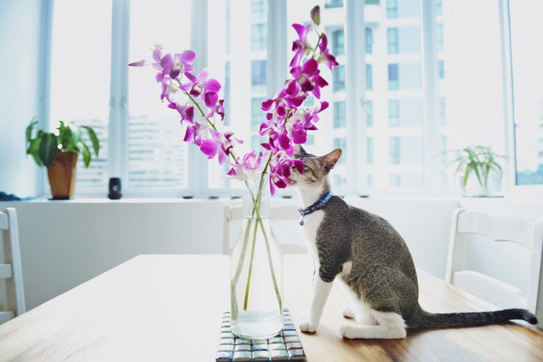 Are Ground Orchids Poisinous to Cats