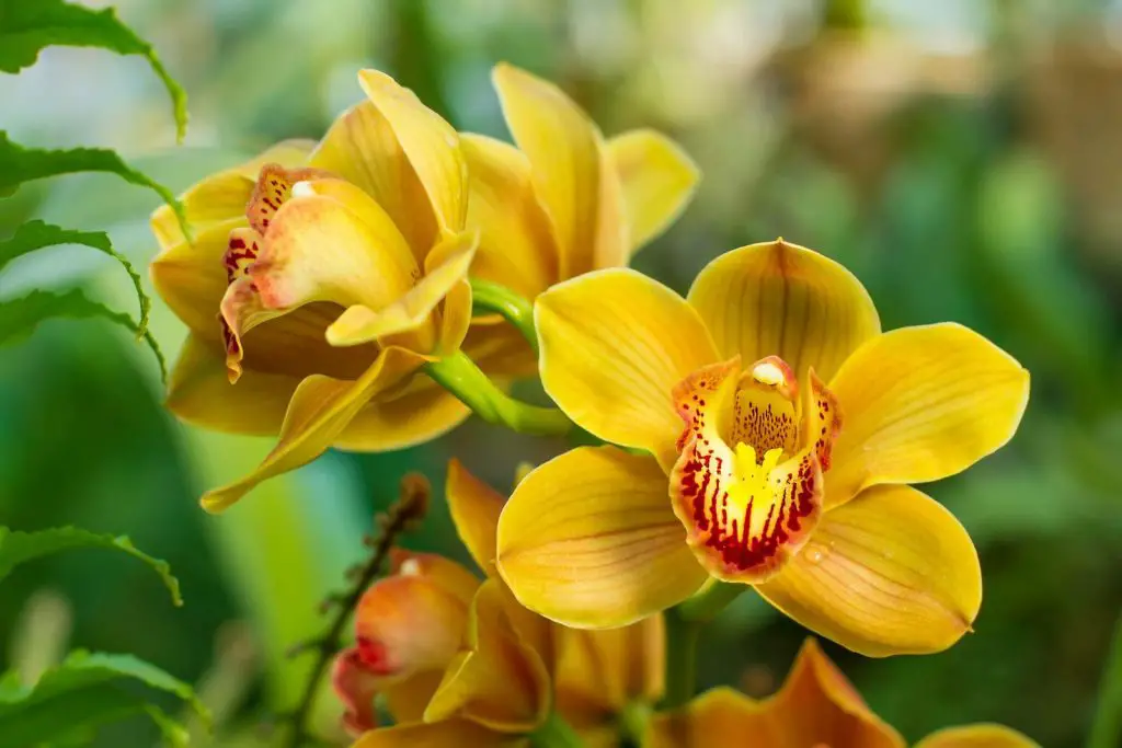 Are Orchids Eudicots Or Monocots
