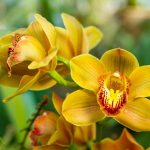Are Orchids Eudicots Or Monocots