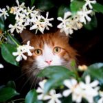Are Daffodils And Tulips Poisonous to Cats?
