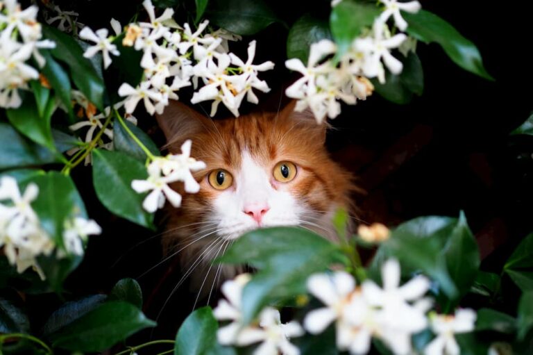 Are Daffodils And Tulips Poisonous to Cats?