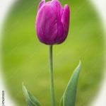 Are Purple Tulips Natural