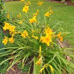 Do You Cut down Day Lillies After Bloom