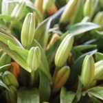 How to Bud Asiatic Lillies