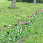 Can Tulips Be Planted in Grass