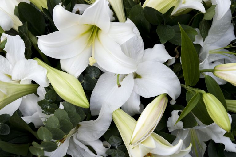 What Do Lillies Signify