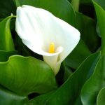 How to Make Calla Lillies Grow Twice As Fast