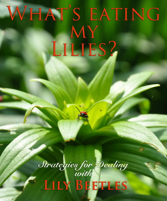 What Eats Lillies