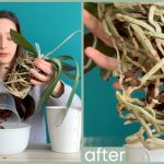 How to Rehydrate Orchids
