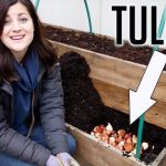 Can Tulips Be Planted in December