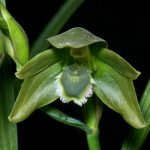 Are Green Orchids Rare