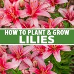 When to Plant Lillies?