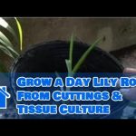 How to Root Lillies