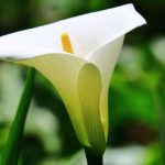 Are Lillies Perennial