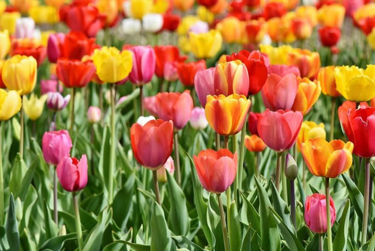 Are Red Tulips Poisonous to Dogs