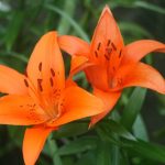 How to Care for Tiger Lillies