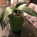 Why Orchids Only Grow Leave