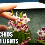 Are Led Plant Lights Good for Orchids