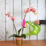 How Much Water Do Orchids Drink