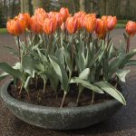How to Care for a Pot of Tulips