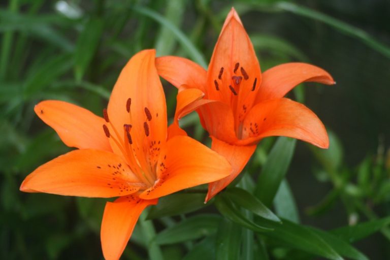 Can You Buy Tiger Lillies