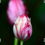 Are Broken Tulips Healthy