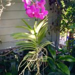 How to Hang Vanda Orchids