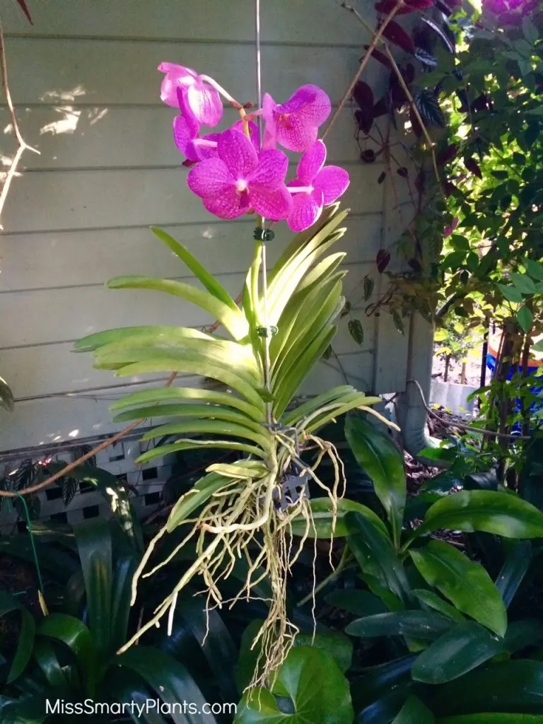 How To Hang Vanda Orchids