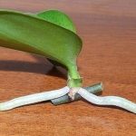 Can Orchids Be Grown from Cuttings