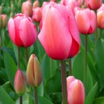 Are Species Tulips Edible