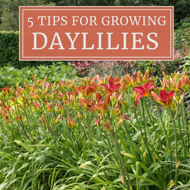 Do Day Lillies Need to Be Planted in Sun
