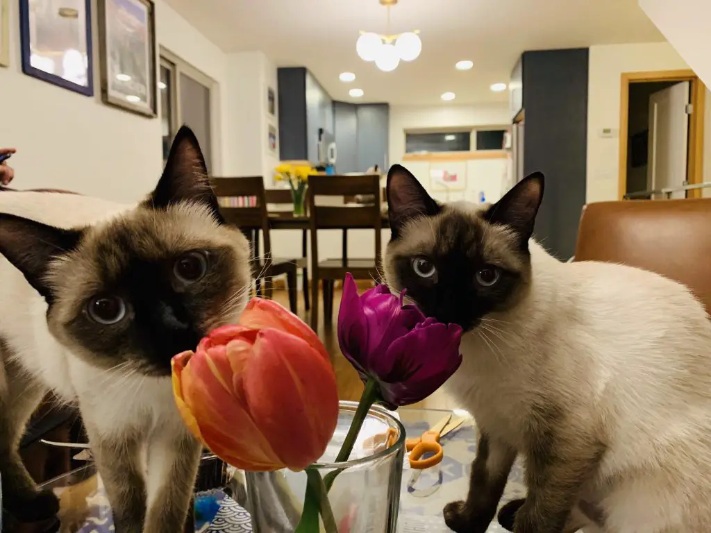 Are Cats Alergic To Tulips
