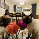 Are Cats Alergic to Tulips
