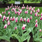 Are All Tulips Perennial