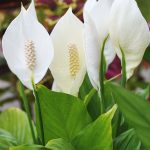 How Far Will Calla Lillies Grow from Origional Planting