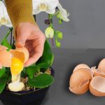 Are Eggshells Good for Orchids