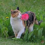 Why are Tulips Bad for Cats