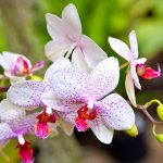 Why Orchids are Beautiful