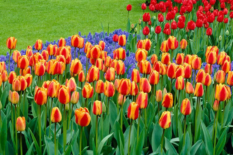 How to Help Tulips Grow