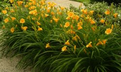 Do Day Lillies Bloom All Summer