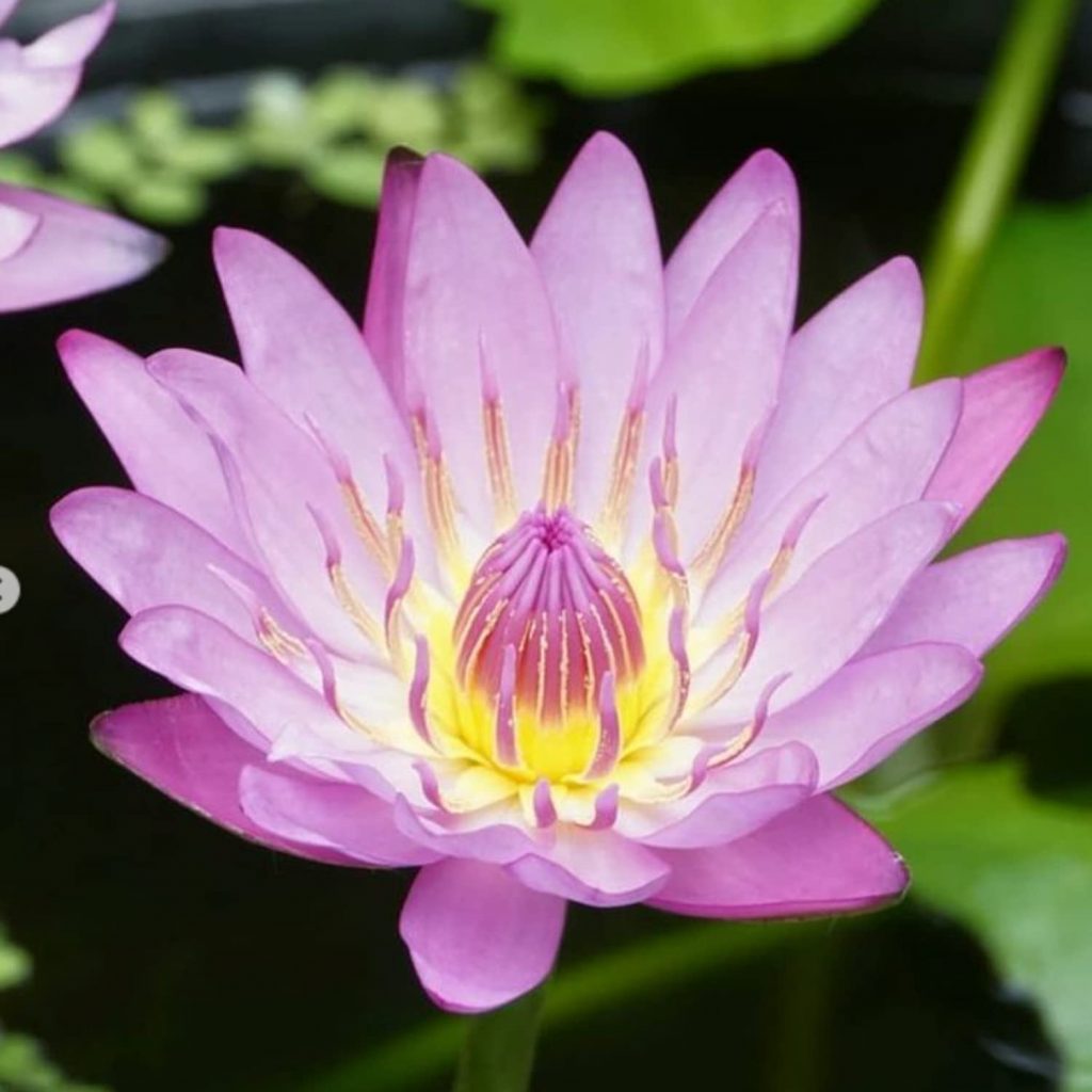 Can Day Lillis Survive In Water