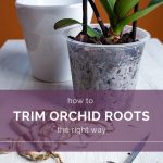 Are Dead Roots Trimmed from Orchids
