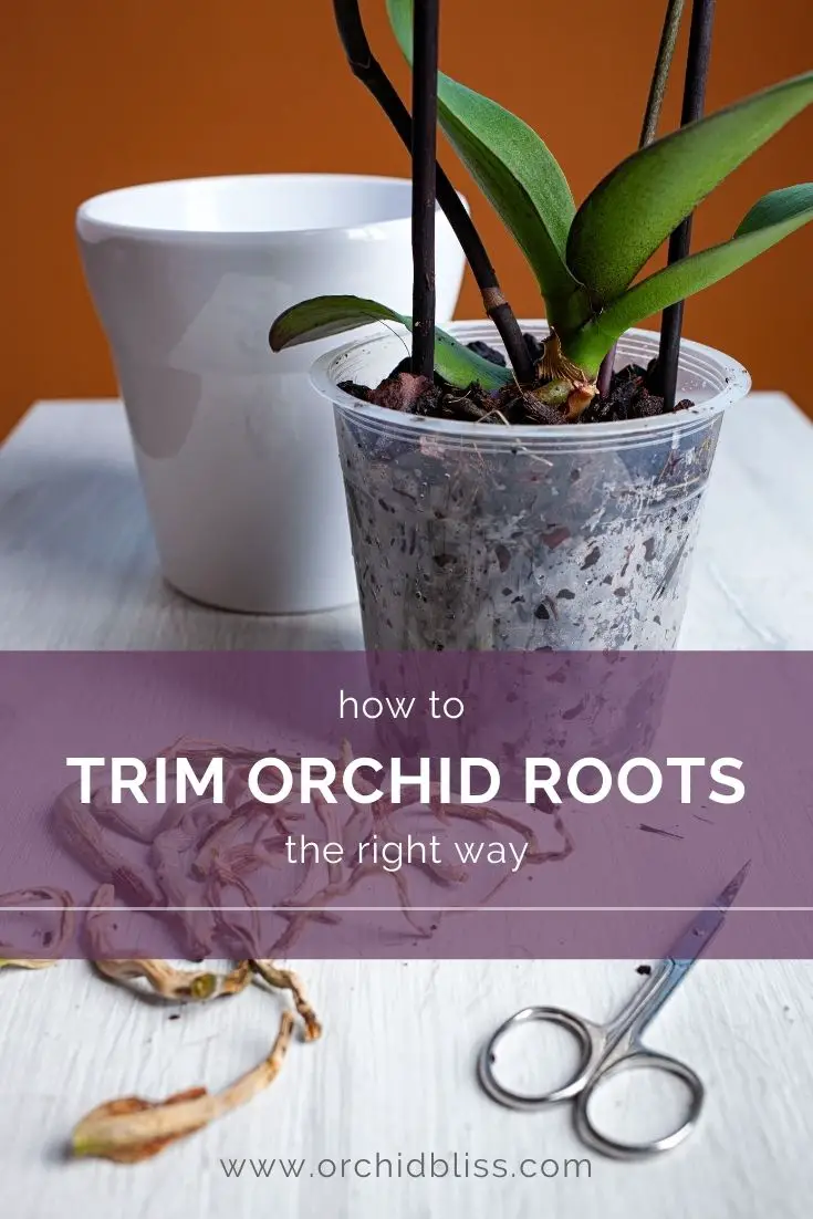 Are Dead Roots Trimmed from Orchids