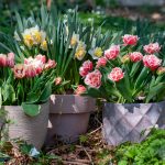 Can Tulips Be Planted in a Container